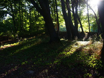 Trees in forest