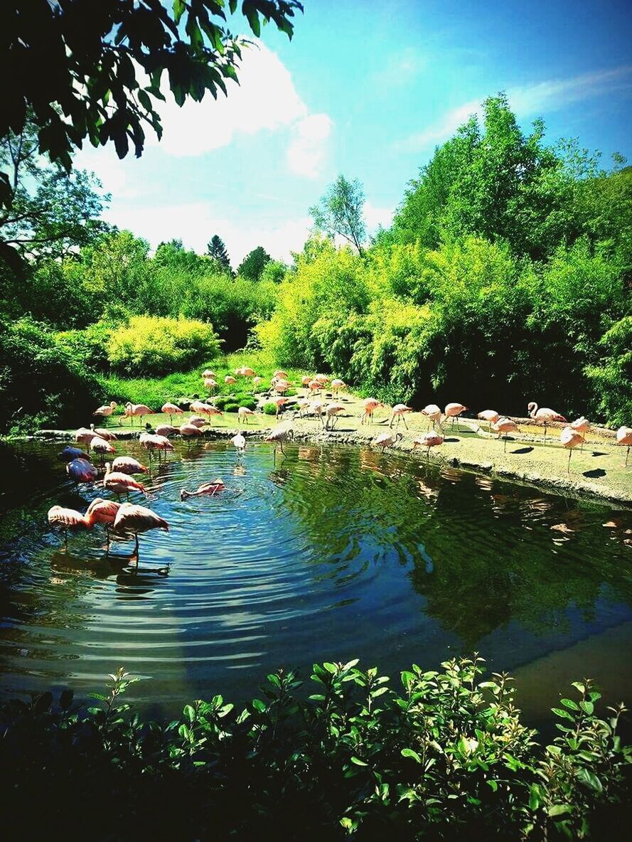 PEOPLE SWIMMING IN LAKE AGAINST TREES