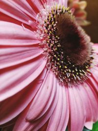 Full frame shot of flower