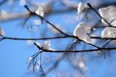 Low angle view of white flowering plant against sky