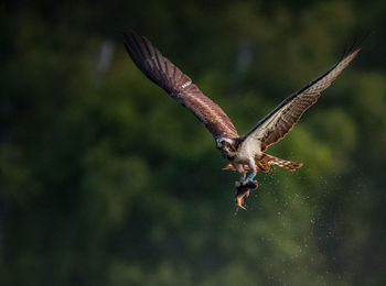 Close-up of eagle flying