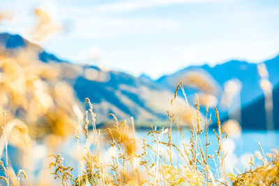 Dreamy fields drifting in the wind - queenstown, new zealand