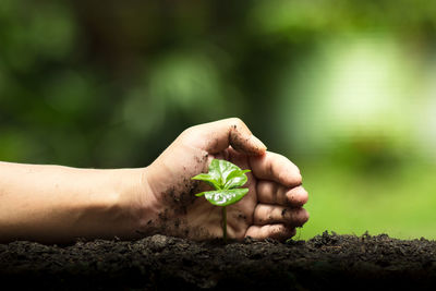 Cropped hand planting sapling on field