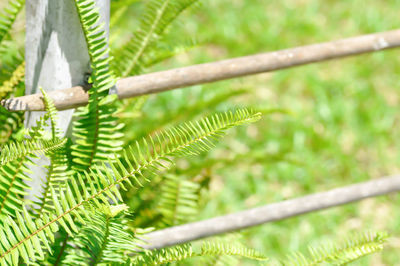 Close-up of fern leaves