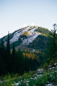 Scenic view of forest against clear sky