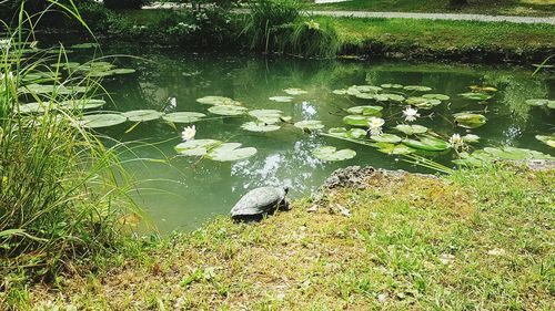 View of bird in lake