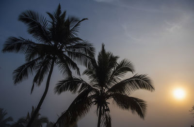 Palm tree's in the sri lankan highlands at dawn