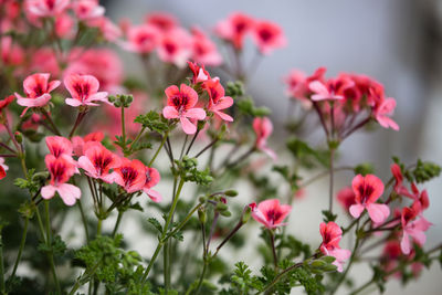 Close-up of pink flowering plants