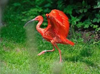 Rooster on grass