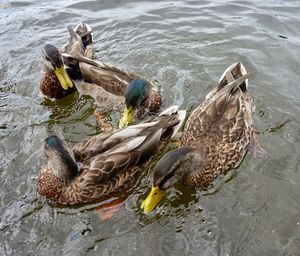 High angle view of mallard ducks swimming in lake