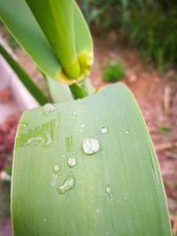 Close-up of raindrops on leaf
