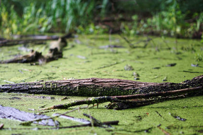 Close-up of lizard on tree