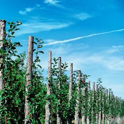 Low angle view of plants against blue sky