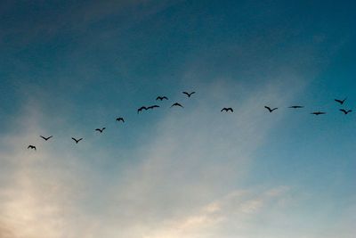 Low angle view of silhouette birds flying against sky