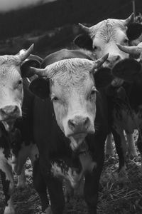 Portrait of cow standing in field