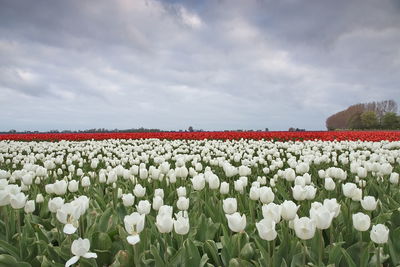 White flowering plants on field against sky