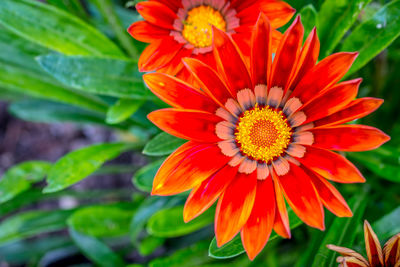 Close-up of orange flower blooming outdoors