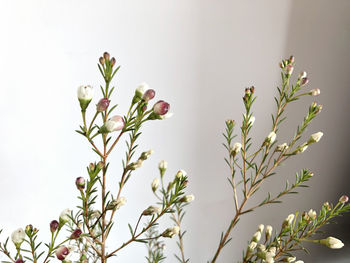 Close-up of white flowering plant