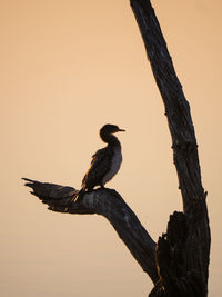 Bird perching on tree against sky