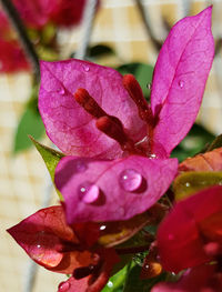 Close-up of wet purple flower