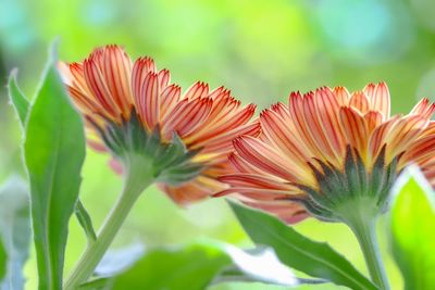 Close-up of orange flowering plant