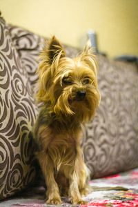 Portrait of dog sitting at home