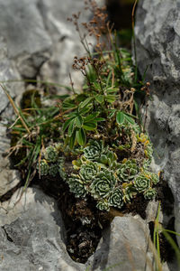 High angle view of plants growing on rocks