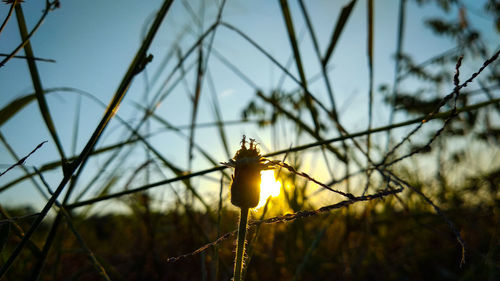 Close-up of a silhouette plant