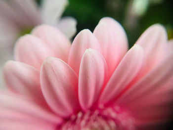 Close up of a pink flower