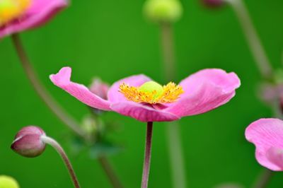 Close-up of pink flowering plant