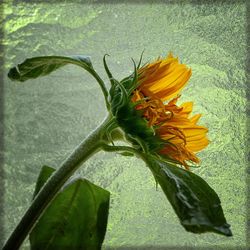 Close-up of sunflower blooming outdoors