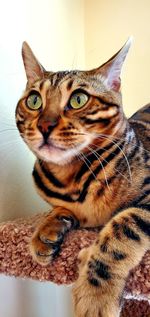 Close-up portrait of a cat looking away at home