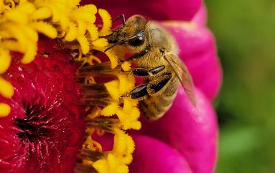 Close-up of bee pollinating on pink flower