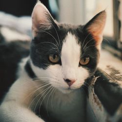 Close-up portrait of black cat