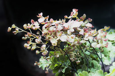 Close-up of white cherry blossom tree