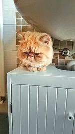 Portrait of cat sitting on floor