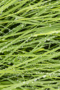 Full frame shot of wet grass