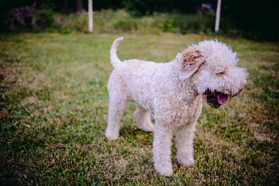 Close-up of dog on grass