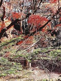 Plants growing on field in forest during autumn