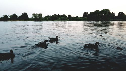 Ducks swimming in lake