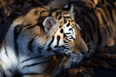 Close-up of tiger