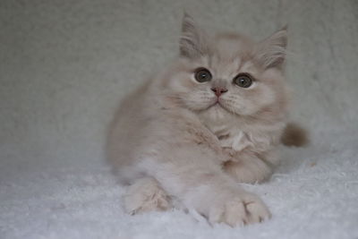 Close-up portrait of white cat