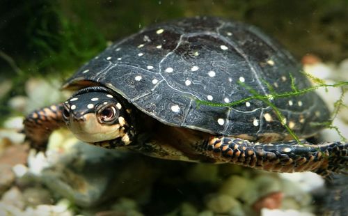 Turtle swimming in water