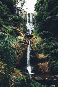 Scenic view of waterfall in forest