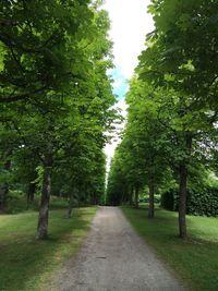 Road passing through forest