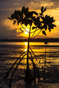 Close-up of silhouette plant on wet shore against orange sky
