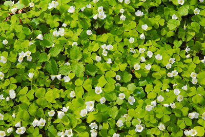 High angle view of white flowering plant leaves