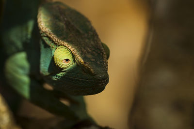 Close-up of a lizard