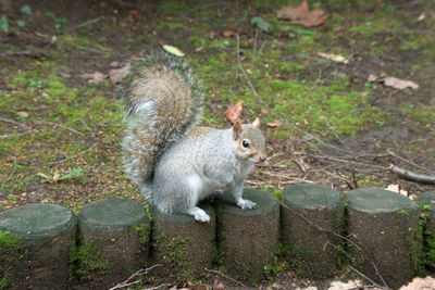 Squirrel eating grass