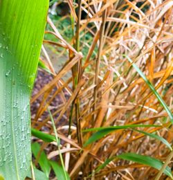 Close-up of water drops on grass in field